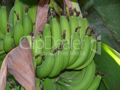 Bananenstaude
