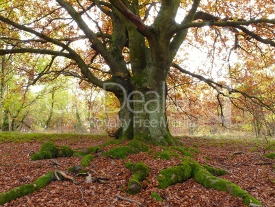 Buche im Kellerwald