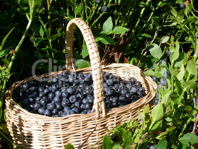 Blaue Beeren