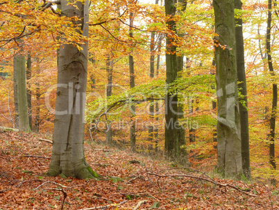 Herbstlicher Buchenwald