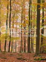 Herbstlicher Buchenwald