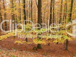 Herbstlicher Buchenwald