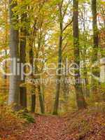 Weg im herbstlichen Buchenwald