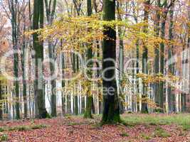 Herbstlicher Buchenwald