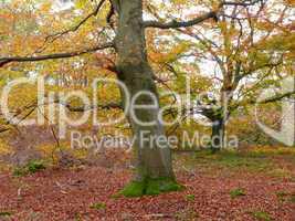 Herbstlicher Buchenwald