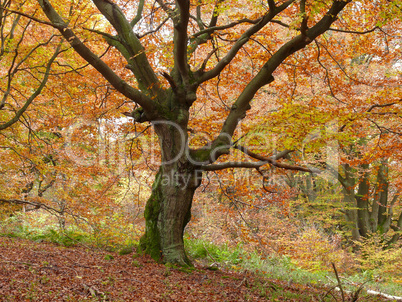 Buche im Kellerwald