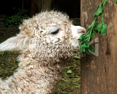 Baby Lama