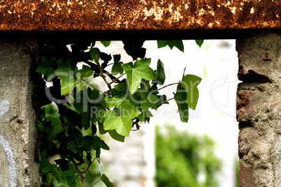 plant in a broken window / Pflanze und zerbrochenes Fenster