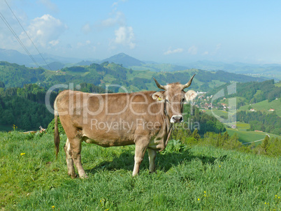 Kuh bei Appenzell