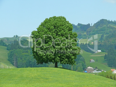Baum bei Appenzell