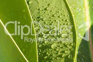 Grünes Blatt mit Wassertropfen