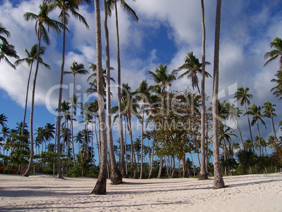 Palmen am Strand