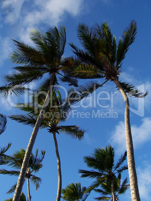 Palmen in der Karibik