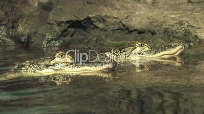 Zwei Krokodile im Wasser