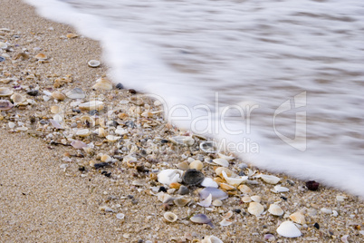 shells on the beach