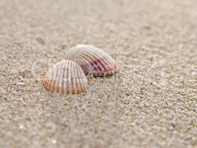 two shells on the beach