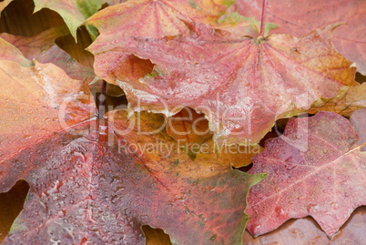 autumn leafes