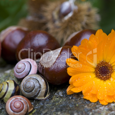 autumn still life