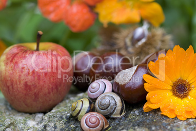 autumn still life