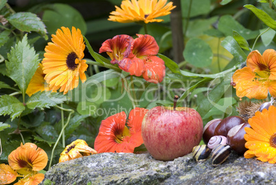 autumn still life