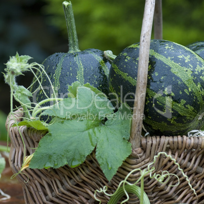 autumn still life