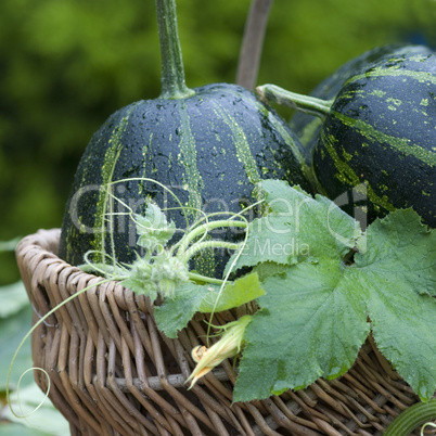 autumn still life