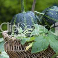 autumn still life