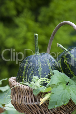 autumn still life