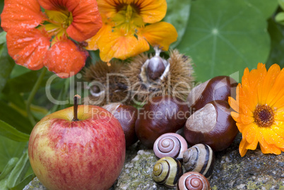 autumn still life