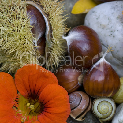 autumn still life