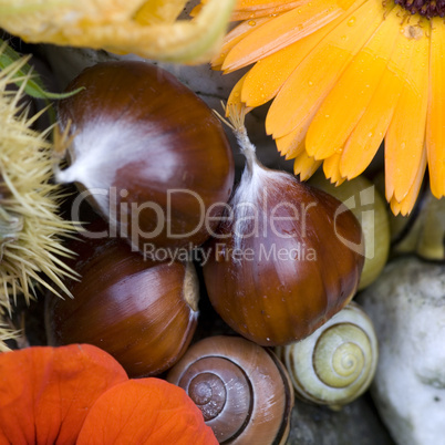 autumn still life