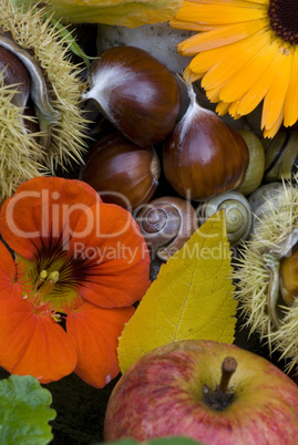 autumn still life