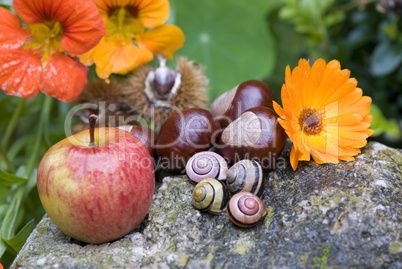 autumn still life