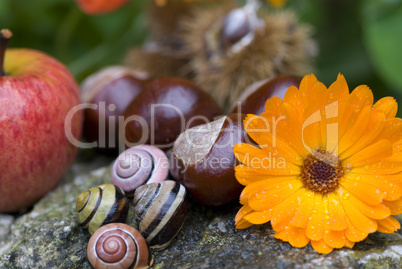 autumn still life