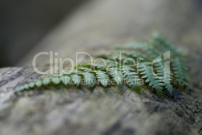 fern leaf