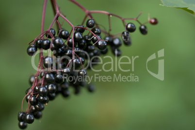 Autumn berrys