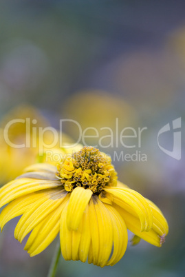 Autumn flowers