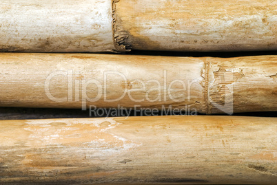 bamboo background