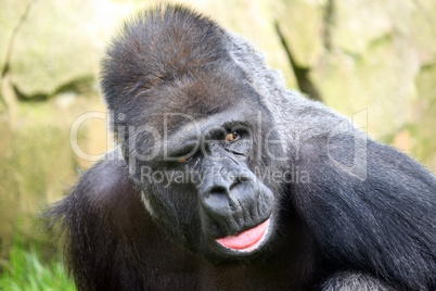 Gorilla