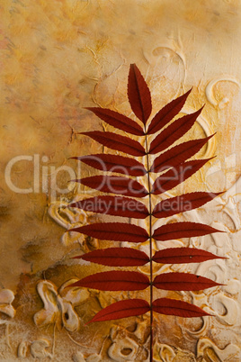 pressed leaf