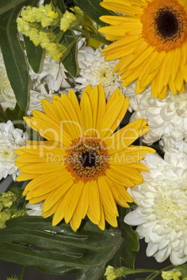 Gerbera