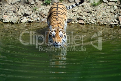 Tiger im Wasser