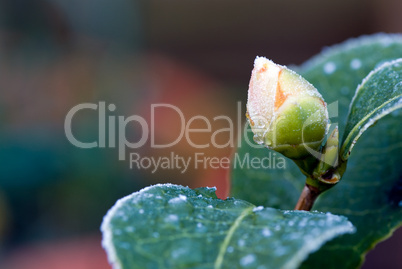 camellia flower bud