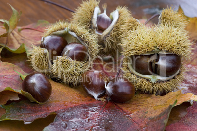 chestnut still life