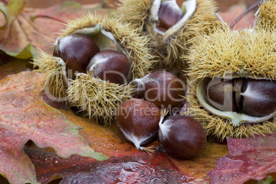 chestnut still life