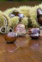 chestnut still life