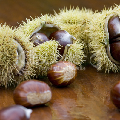 chestnut still life