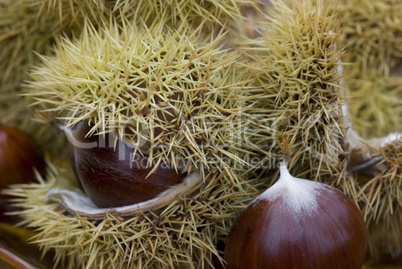 chestnut still life