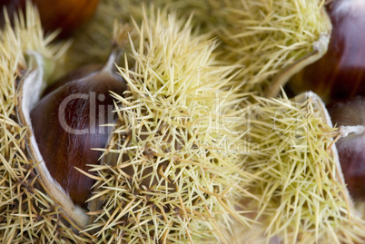 chestnut still life