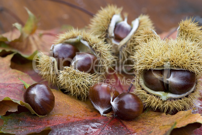 chestnut still life